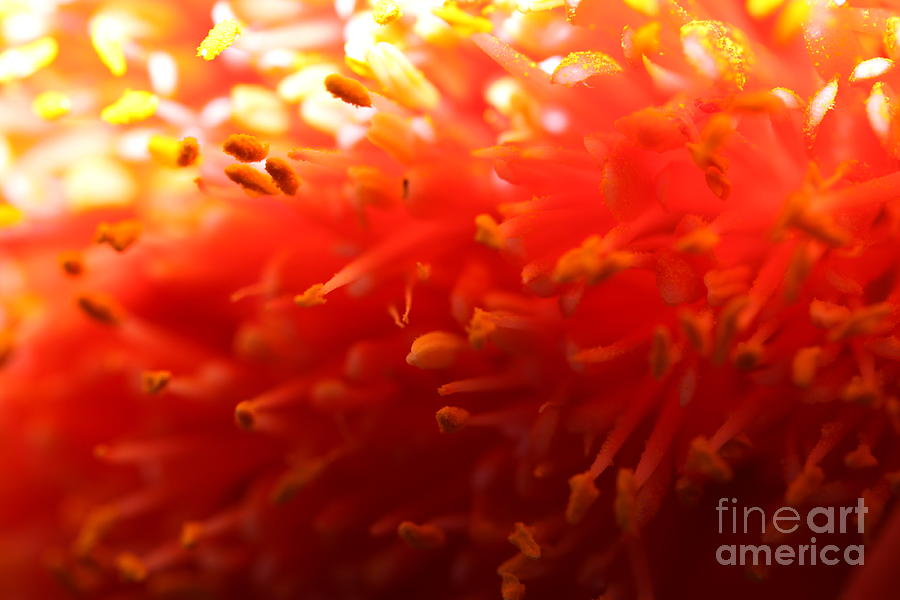 Flower Photograph - Edge of the Sun by Stephen Mitchell Flower Photograph - Edge of the Sun by Stephen Mitchell