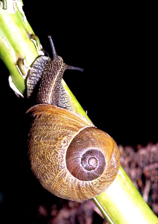 Edible Snail (helix Pomatia) Photograph by Brian Gadsby - Fine Art America