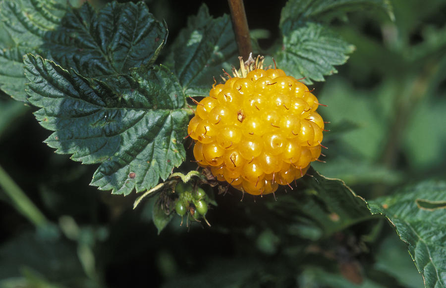 Edible Yellow Salmonberry Rubus by Rich Reid