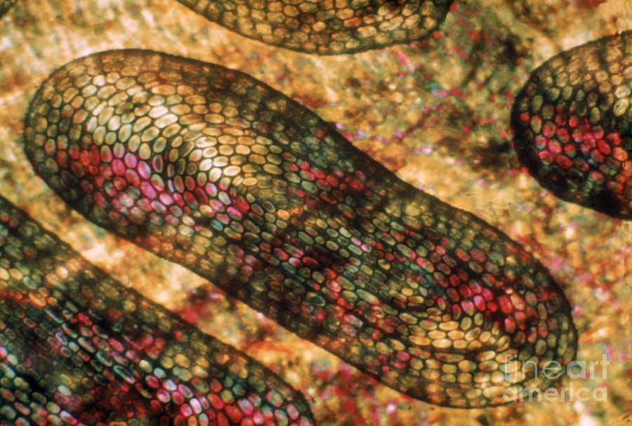 Eel Scale Photograph by Eric V. Grave