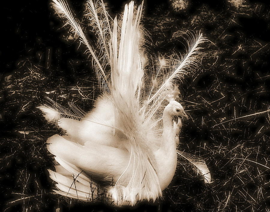 Peacock Photograph - Effervescence III  by Rory Siegel