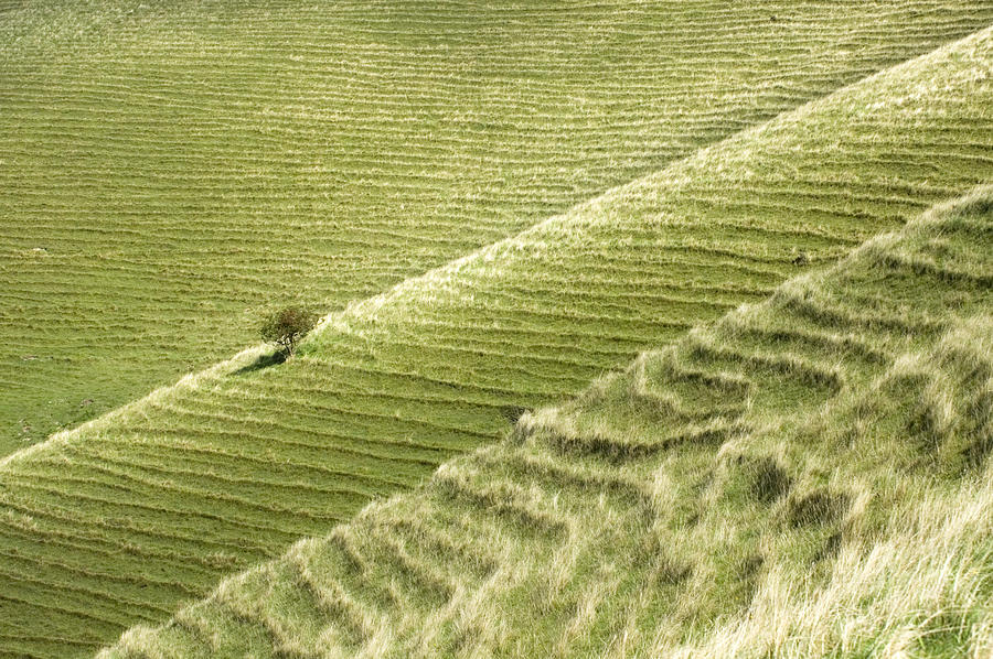 Soil Creep Trees