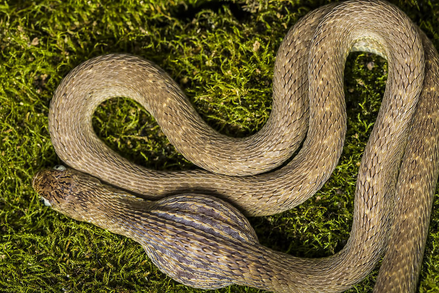 Snake Photograph - Egg Eating Snake III by Mike Raabe