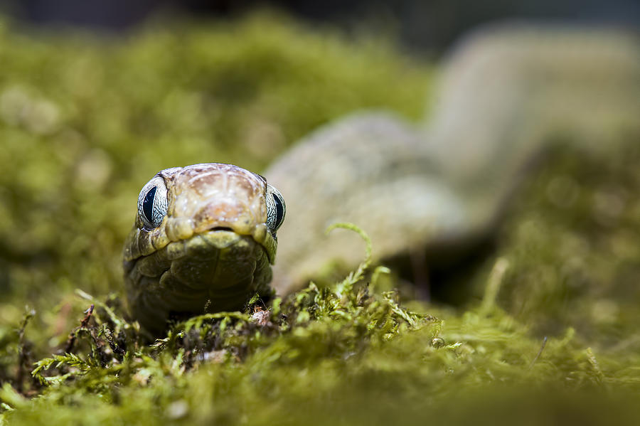 Egg Eating Snake Photograph by Mike Raabe