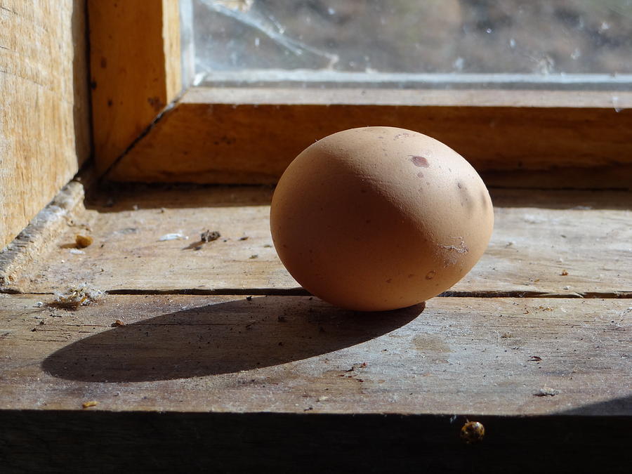Egg on a Window Ledge Painting by Carol Berning