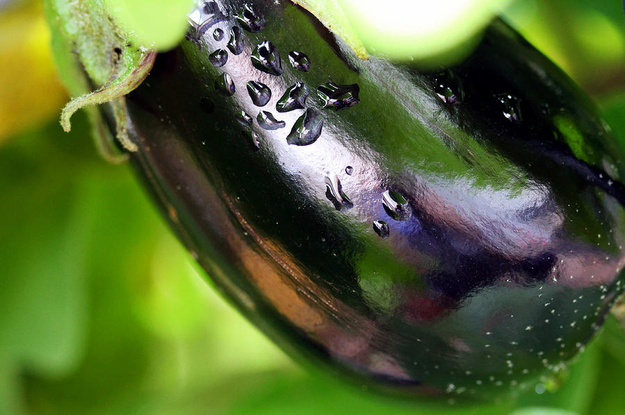 Eggplant Photograph by Mitch Cat