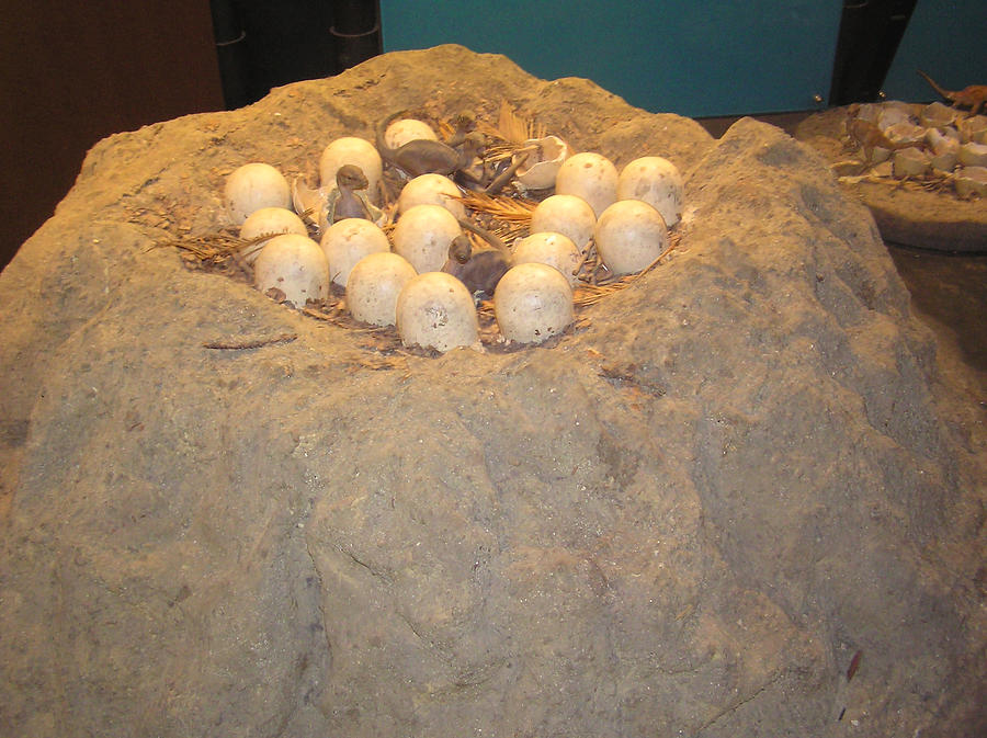Eggs along with baby dinosaurs in a museum Photograph by Ashish Agarwal