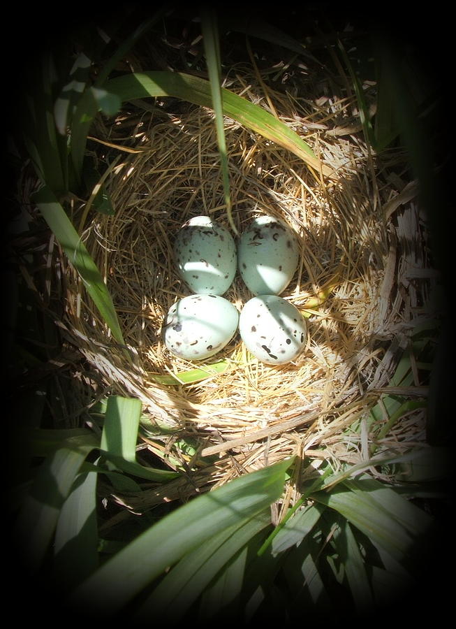 Bird Photograph - Eggs In A Basket by Judy Garrett