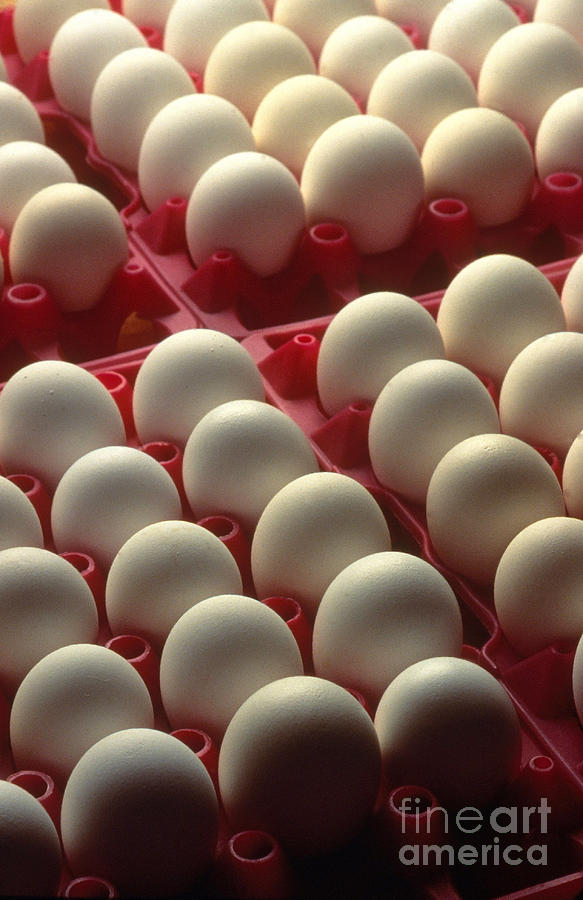 Eggs Photograph by Photo Researchers