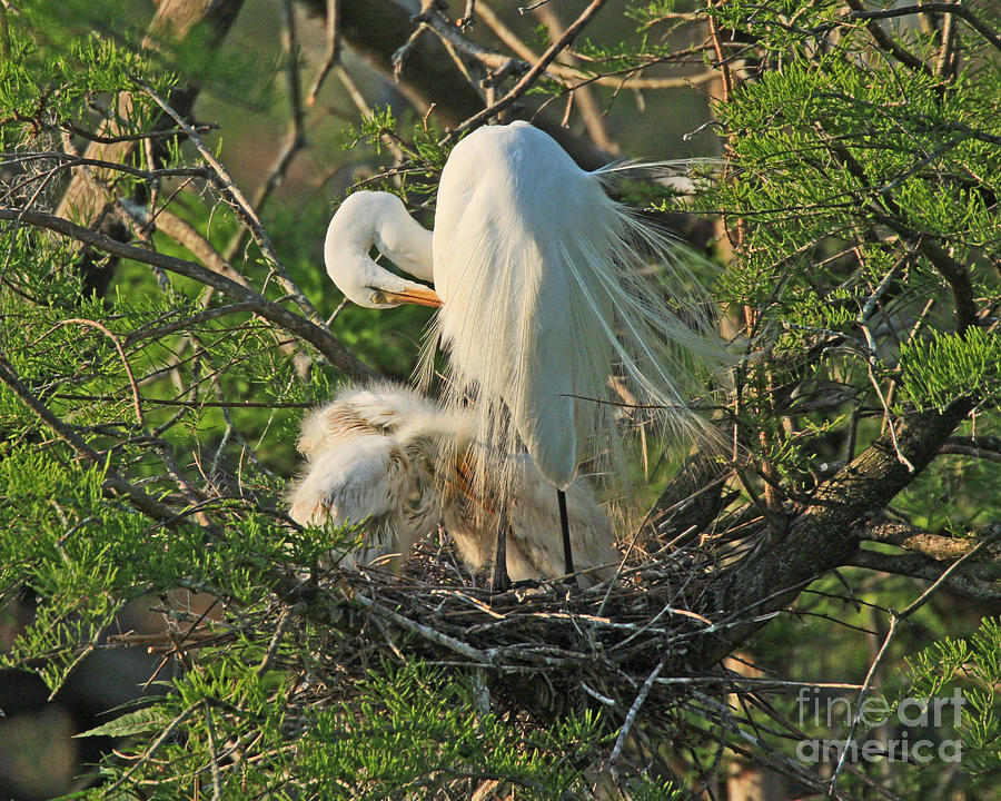 Egret - Mother and Baby Egrets Photograph by Luana K Perez