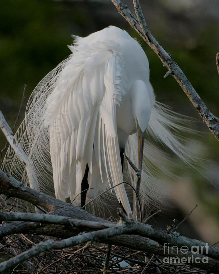 Egret - Mother and Eggs  Photograph by Luana K Perez