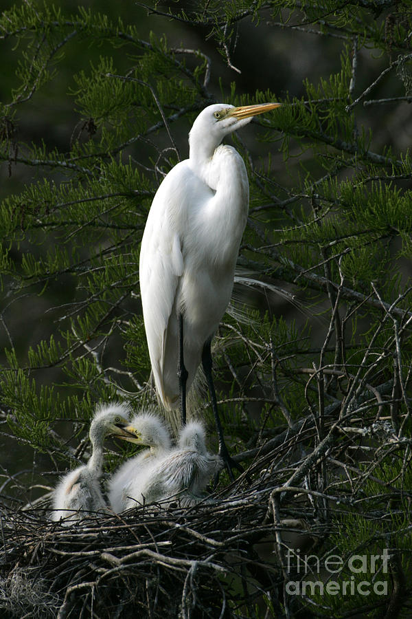 Egret - Proud Mother Photograph by Luana K Perez