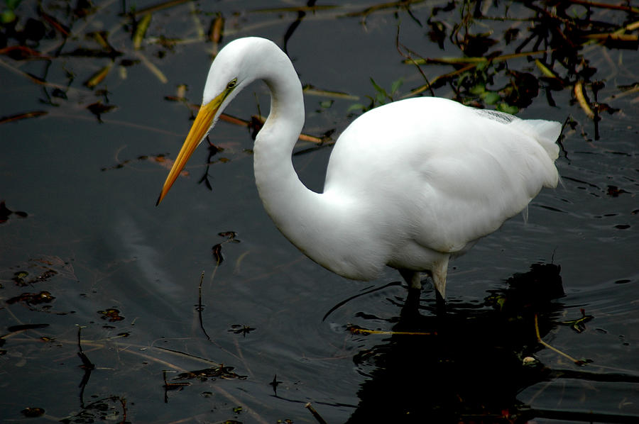Egret 2 Photograph by David Weeks