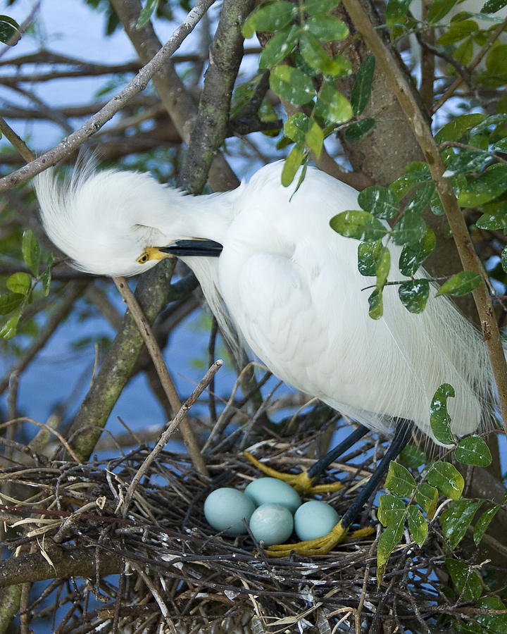 Egret and Her Eggs Photograph by Betty Eich