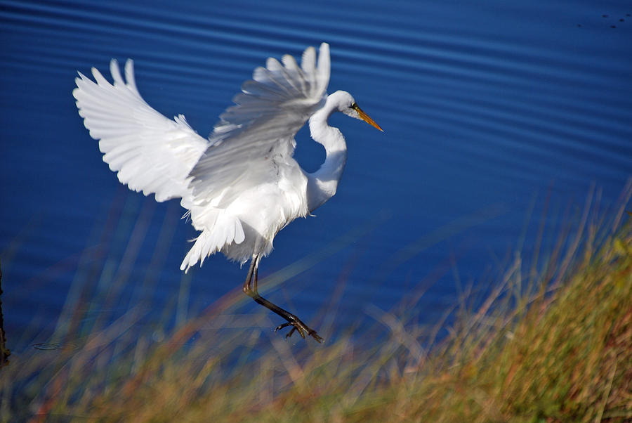 Egret  Photograph by Bill Hosford