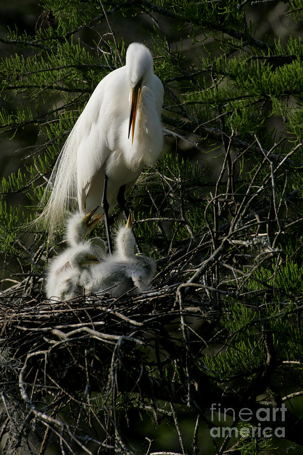 Egret Bird - Mother Egret and Babies Photograph by Luana K Perez