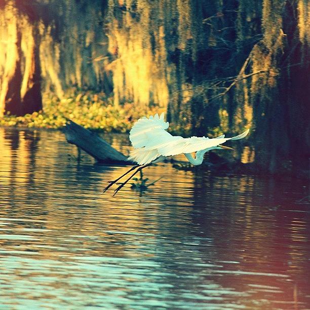 #egret #bird #lake #fly Photograph by Caitlyn Stykowski