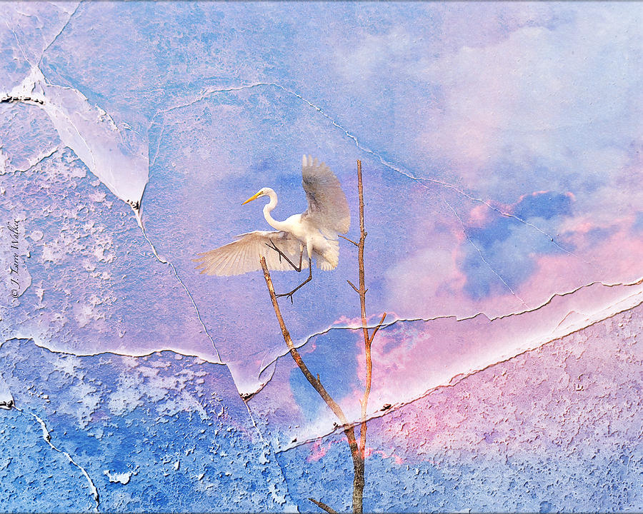 Egret Coming In For Landing Digital Art by J Larry Walker
