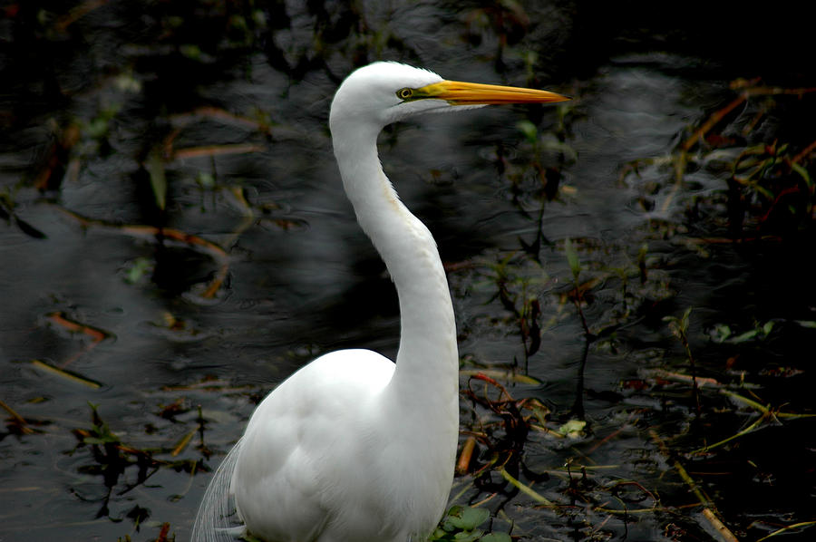 Egret Photograph by David Weeks
