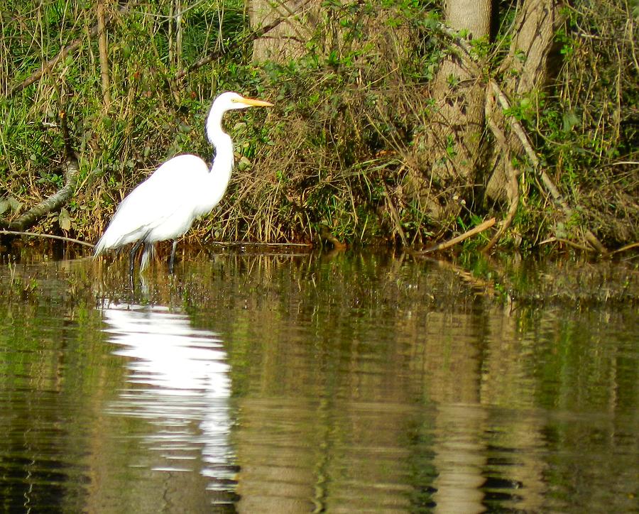 Egret Photograph by Don L Williams Egret Photograph by Don L Williams