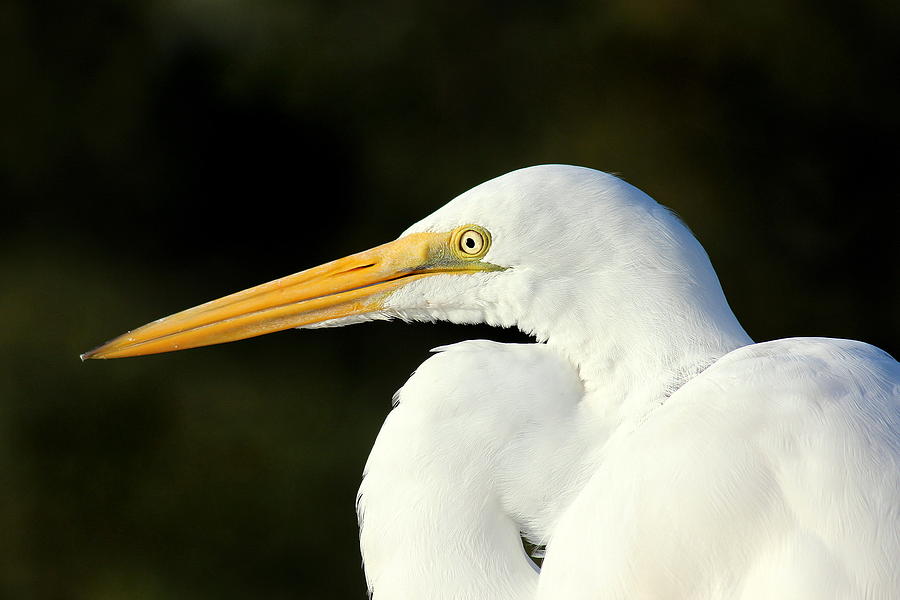 Egret Eye Photograph by Rosanne Jordan - Fine Art America