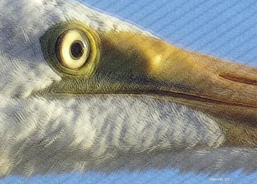 Egret Eye Photograph by T Guy Spencer