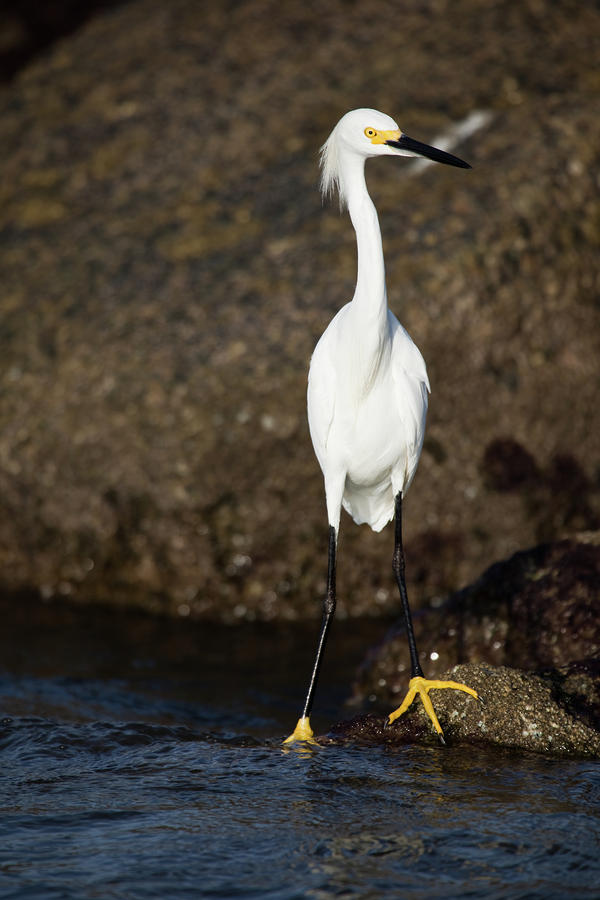 Egret Fishing Photograph by Nick  Shirghio