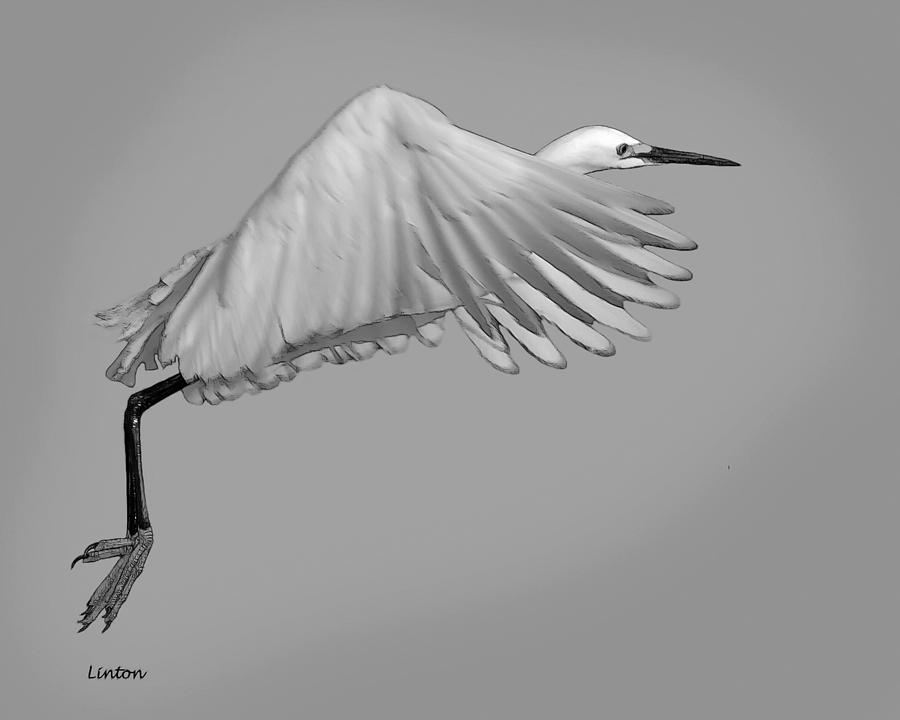 Egret Flight Digital Art by Larry Linton