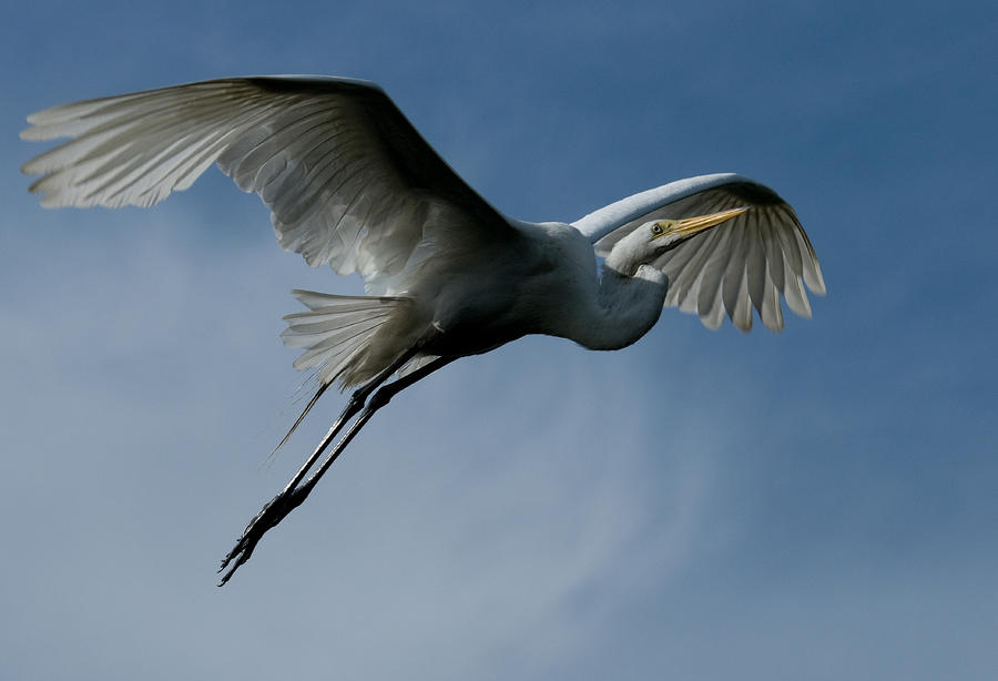 Egret Flight Photograph by Wade Aiken