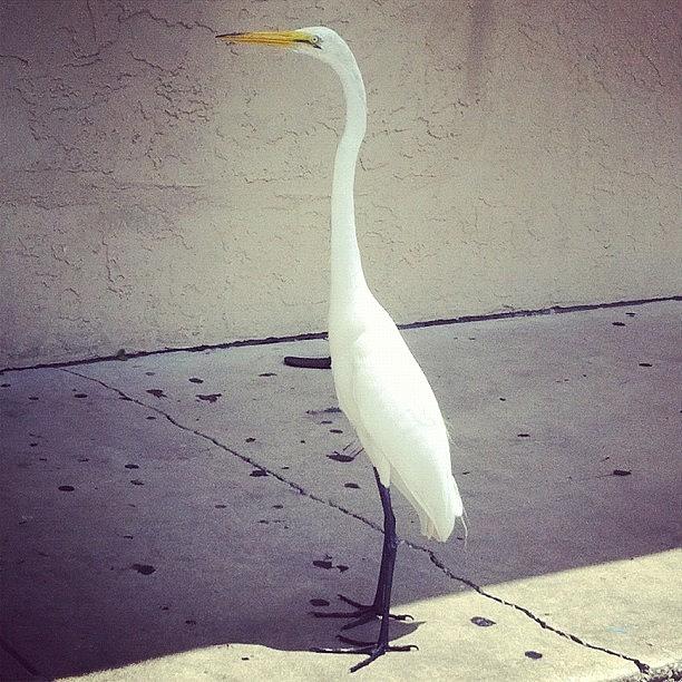 Florida Photograph - Egret #florida by Carrie Torres