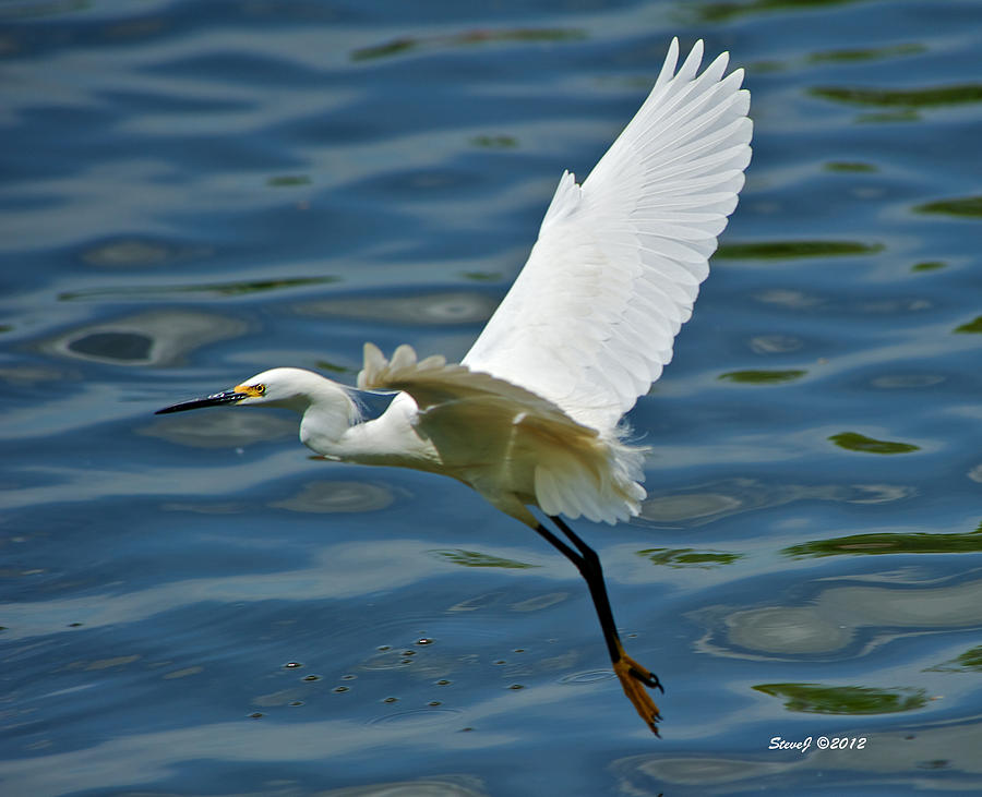 Egret Flying Away Photograph by Stephen Johnson