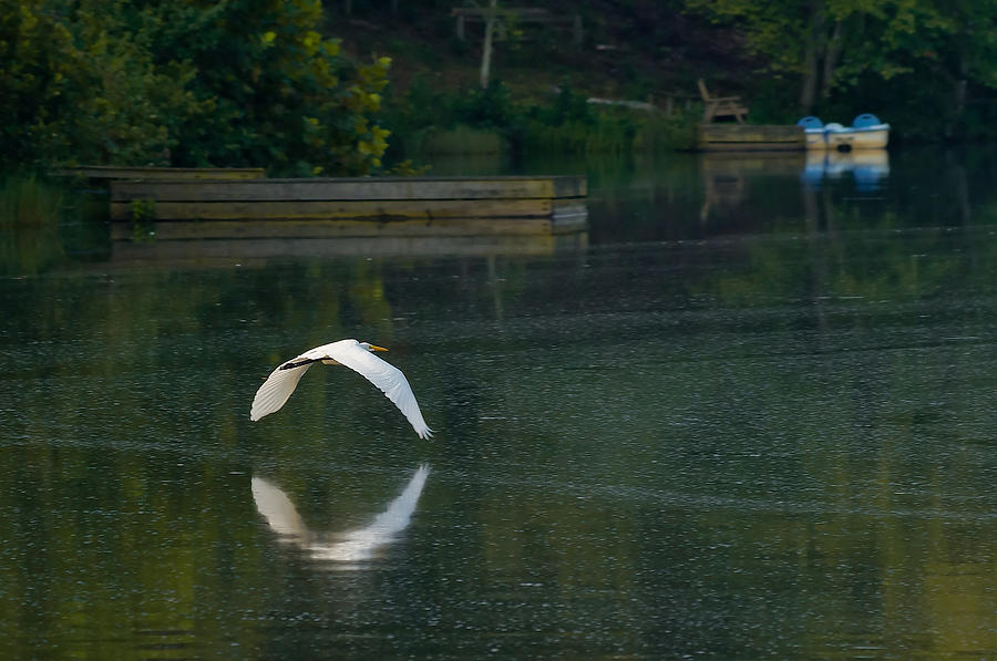 Egret Flying Over Lake Photograph by Lori Coleman
