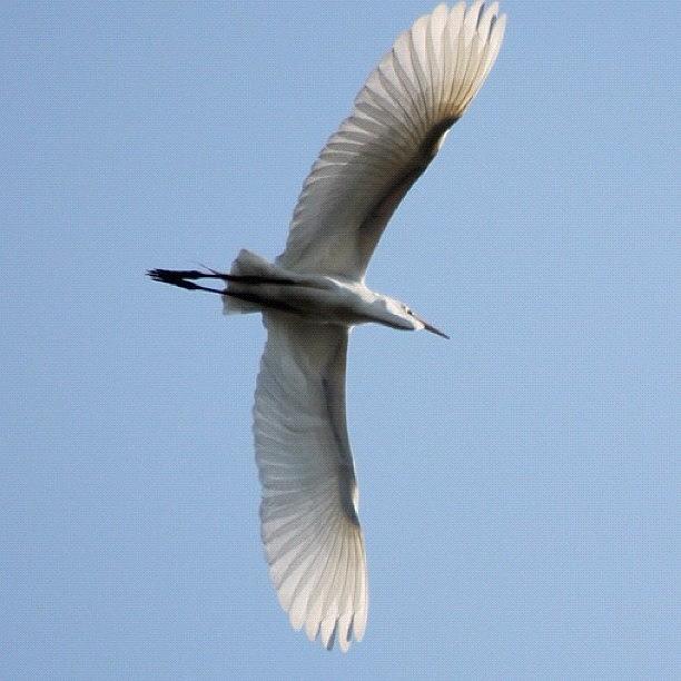 Egret Photograph - Egret Flying Overhead #northshore by Lisa Thomas