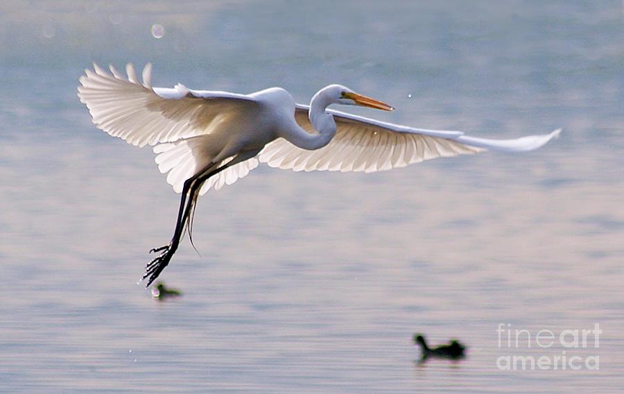 Egret Hovering On A Drizzly Windy Day Photograph by John  Kolenberg