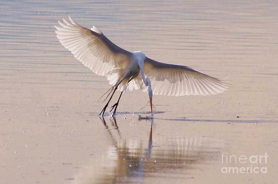 Egret Hunting Photograph by John  Kolenberg