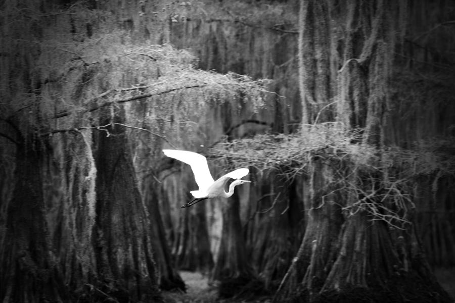 Egret in Flight -Black and White Photograph by Douglas Barnard