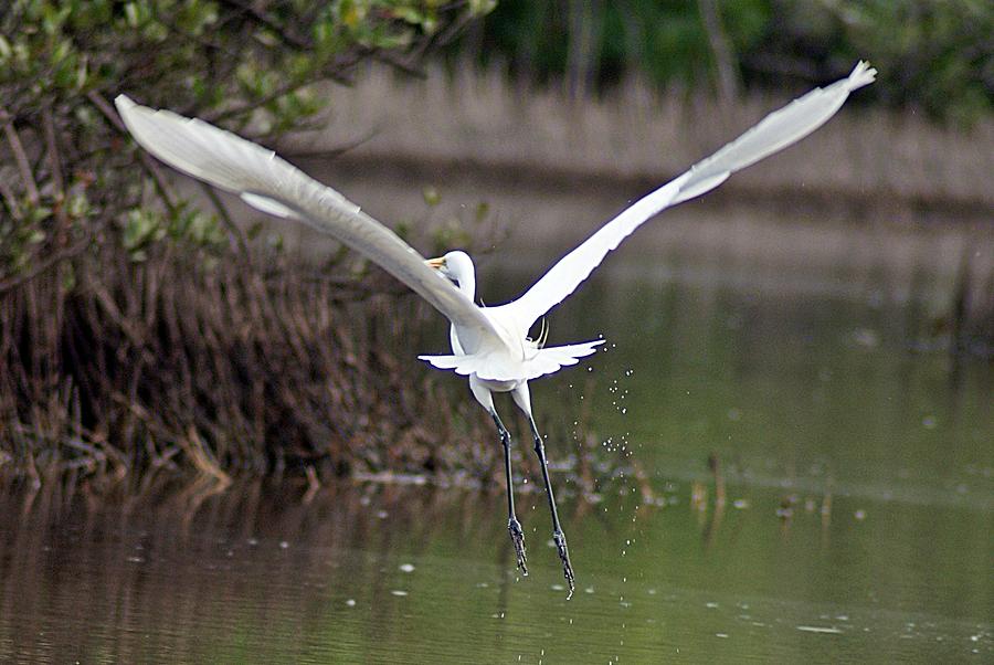 Egret in Flight Photograph by Joe Faherty