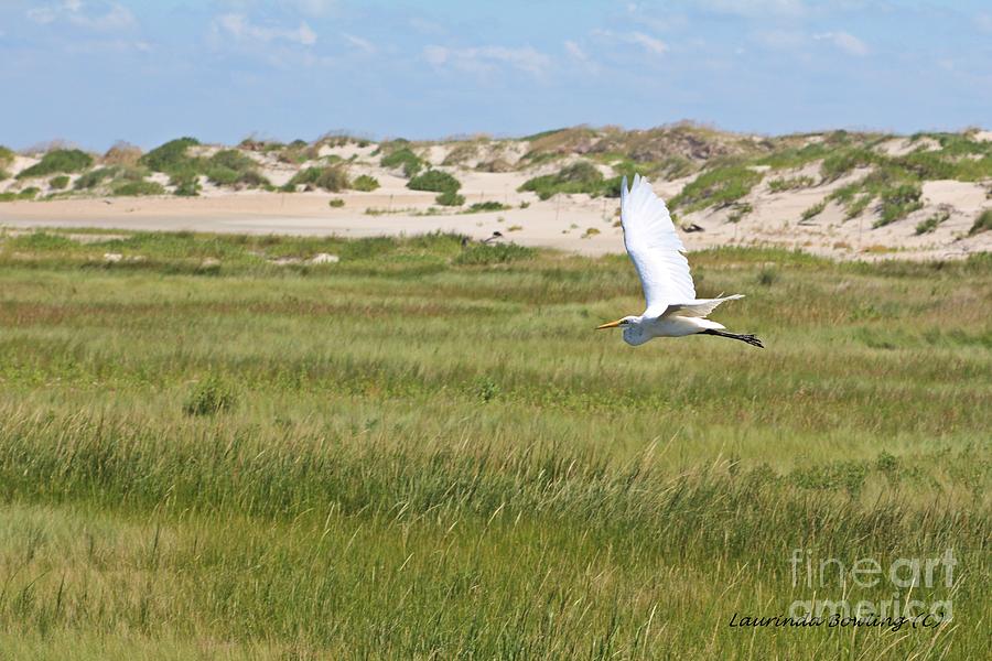 Egret in Flight Photograph by Laurinda Bowling