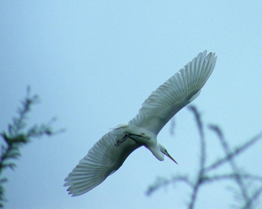 Egret in Flight Digital Art by Lizi Beard-Ward