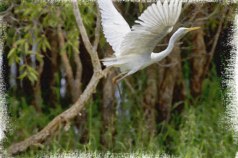 Egret in Flight on Canvas Photograph by Douglas Barnard