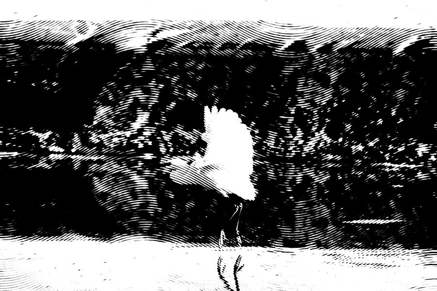 Egret in Flight V5 Photograph by Douglas Barnard