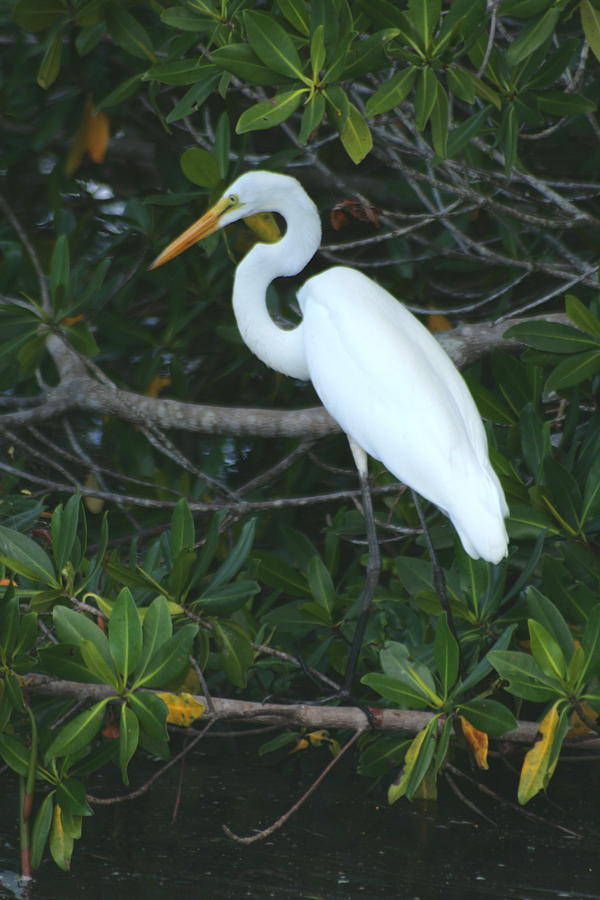 Egret In Mangroves Photograph by Christopher J Kirby