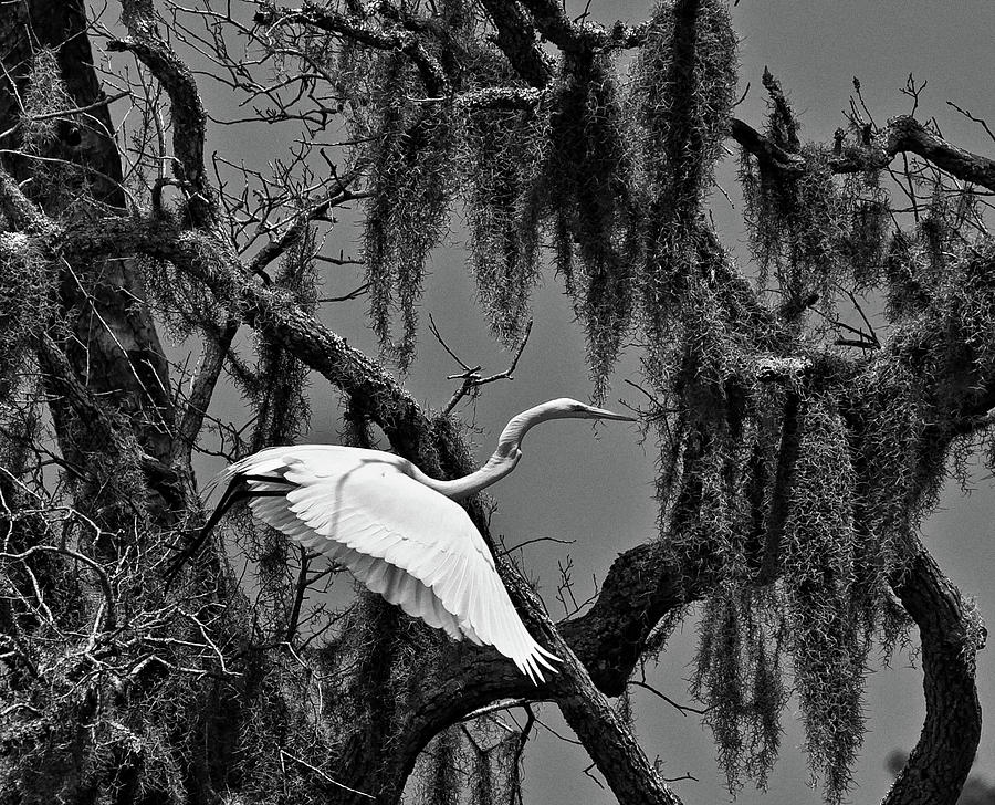 Egret in the Moss Photograph by Mike Covington