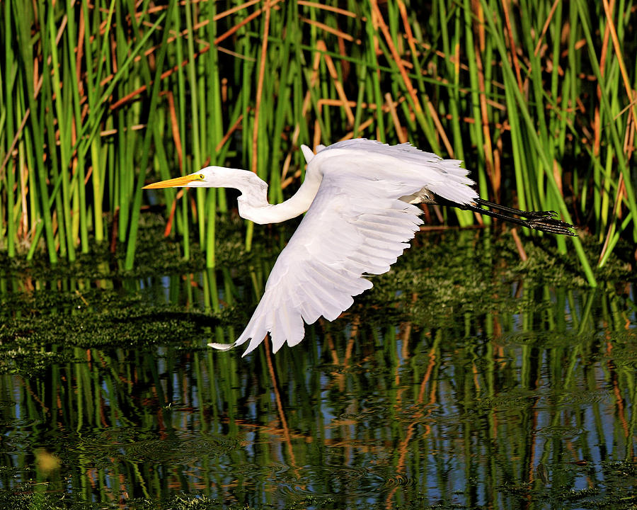 Egret inflight Photograph by Bill Dodsworth | Fine Art America