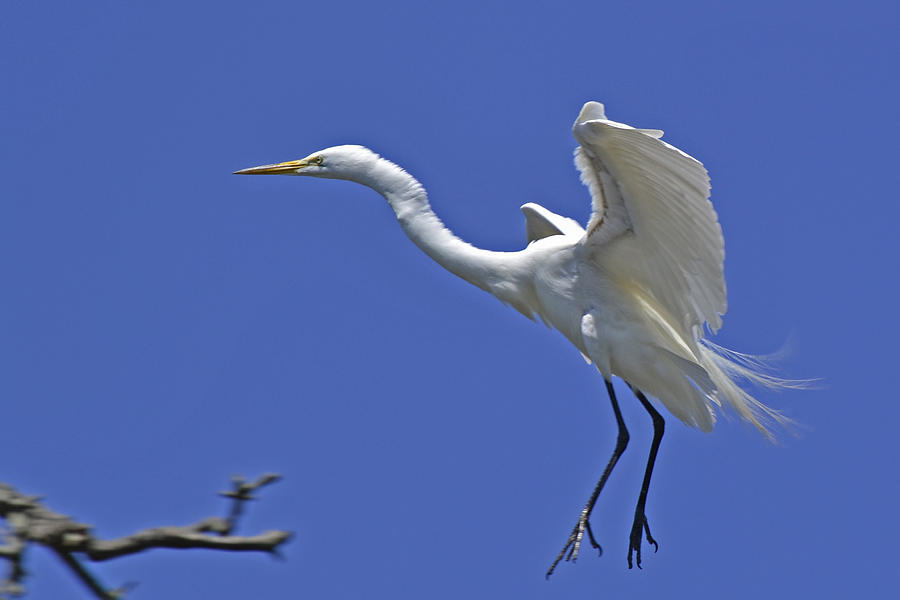 Egret landing Photograph by Bill Hosford
