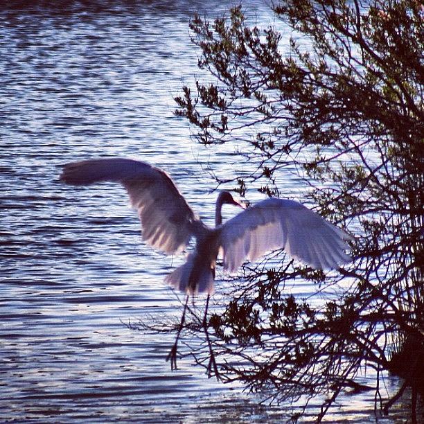 Egret Photograph - Egret Landing #wings #river #longisland by Lisa Thomas