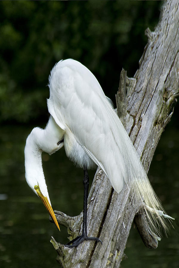 Egret Looking for Dinner Photograph by Sandra Anderson