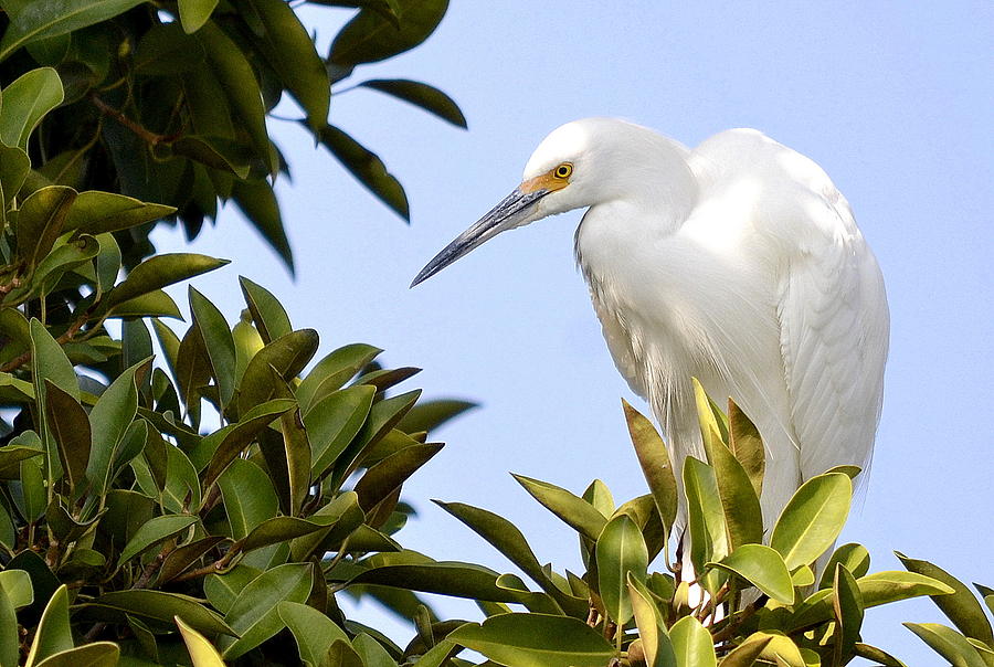 Egret Lookout Photograph by Fraida Gutovich