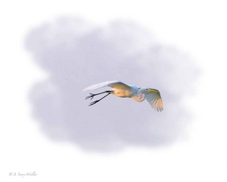 Egret Morning Fly Digital Art by J Larry Walker