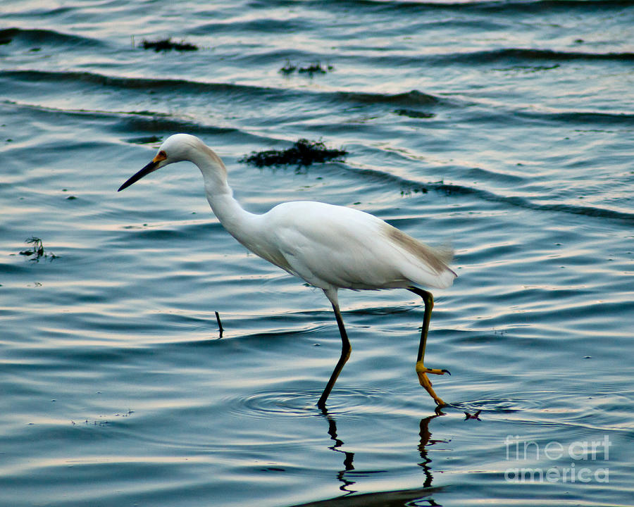 Egret Near the Shore Photograph by Stephen Whalen
